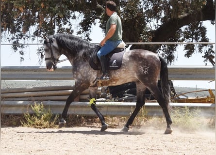 PRE, Hengst, 7 Jahre, 169 cm, Schimmel