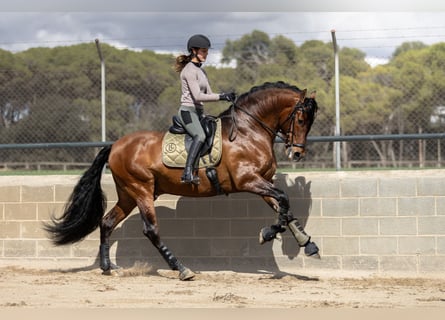 PRE, Hengst, 7 Jahre, 170 cm, Dunkelbrauner