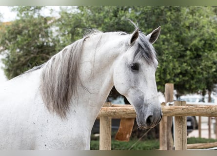 PRE, Hengst, 7 Jahre, 173 cm, Schimmel