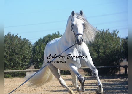 PRE, Hengst, 8 Jaar, 161 cm, Schimmel