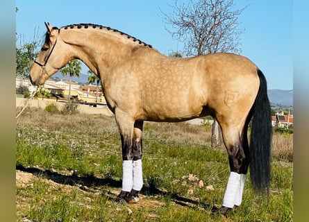 PRE Mix, Hengst, 8 Jaar, 162 cm, Buckskin