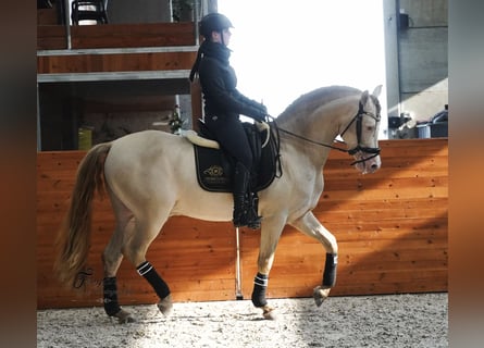 PRE, Hengst, 8 Jaar, 162 cm, Perlino