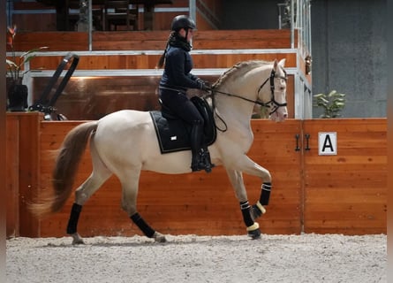 PRE, Hengst, 8 Jaar, 162 cm, Perlino