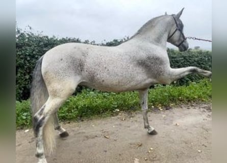 PRE Mix, Hengst, 8 Jaar, 163 cm, Schimmel