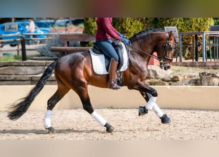 PRE Mix, Hengst, 8 Jaar, 164 cm, Roodbruin