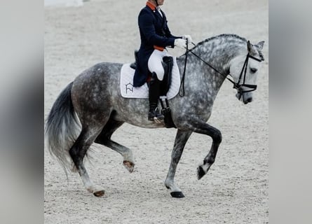 PRE Mix, Hengst, 8 Jahre, 165 cm, Apfelschimmel