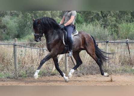 PRE Mix, Hengst, 8 Jaar, 165 cm, Roodbruin