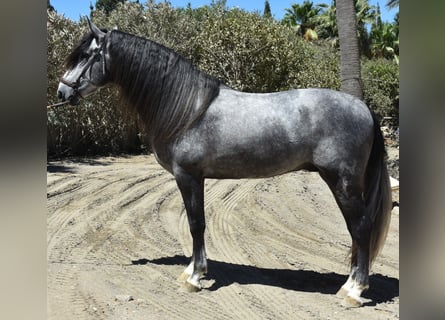 PRE Mix, Hengst, 8 Jaar, 165 cm, Schimmel