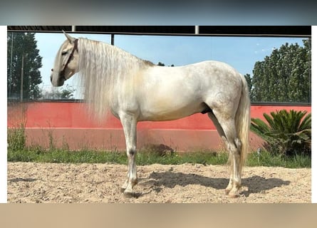 PRE Mix, Hengst, 8 Jaar, 166 cm, Schimmel