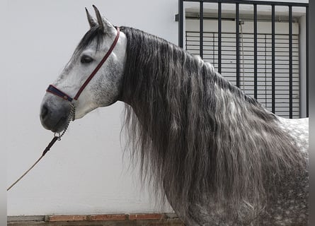PRE Mix, Hengst, 8 Jaar, 166 cm, Schimmel