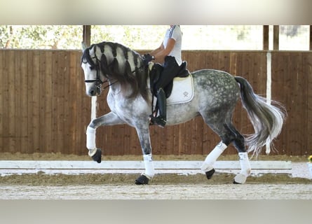 PRE Mix, Hengst, 8 Jaar, 168 cm, Schimmel