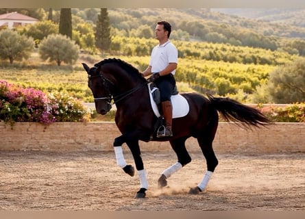 PRE Mix, Hengst, 8 Jaar, 170 cm, Donkerbruin
