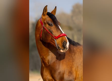 PRE Mix, Hengst, 8 Jaar, 170 cm, Roodbruin