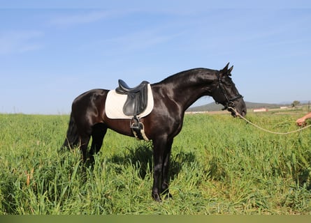 PRE Mix, Hengst, 8 Jaar, 170 cm, Zwart