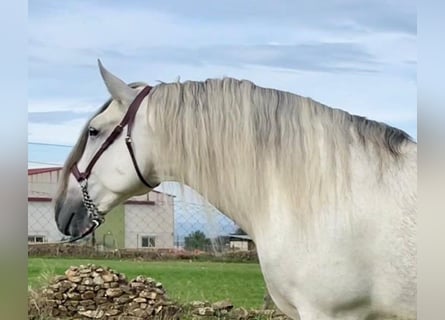 PRE, Hengst, 8 Jaar, 172 cm, Vliegenschimmel