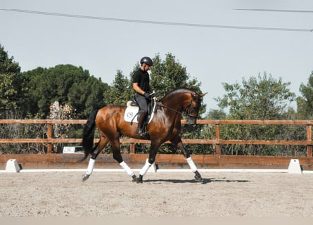 PRE, Hengst, 8 Jaar, 174 cm, Donkerbruin