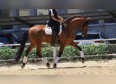 PRE Mix, Hengst, 8 Jaar, 175 cm, Roodbruin