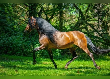 PRE Mix, Hengst, 8 Jaar, 178 cm, Donkerbruin