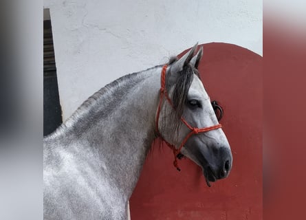PRE Mix, Hengst, 8 Jahre, 157 cm, Schimmel