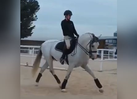 PRE Mix, Hengst, 8 Jahre, 158 cm, Apfelschimmel