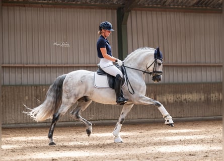 PRE, Hengst, 8 Jahre, 160 cm, Schimmel