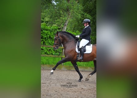 PRE Mix, Hengst, 8 Jahre, 161 cm, Dunkelbrauner