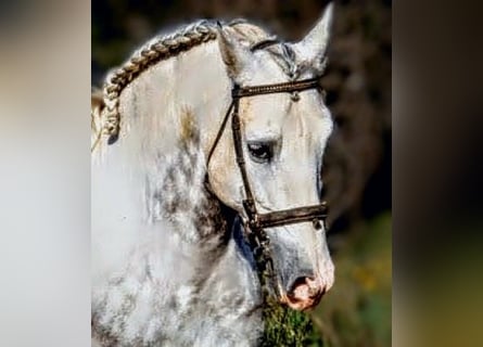 PRE Mix, Hengst, 8 Jahre, 161 cm, Schimmel