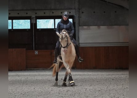 PRE, Hengst, 8 Jahre, 162 cm, Perlino