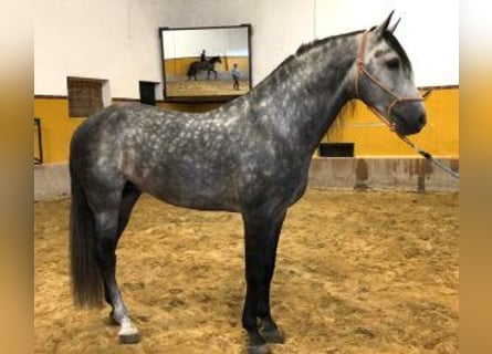 PRE Mix, Hengst, 8 Jahre, 163 cm, Schimmel