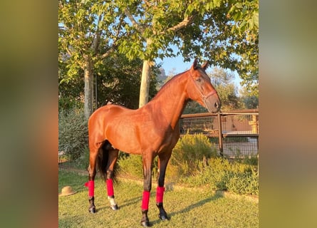 PRE Mix, Hengst, 8 Jahre, 164 cm, Rotbrauner