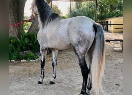 PRE Mix, Hengst, 8 Jahre, 164 cm, Schimmel