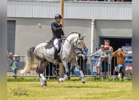 PRE Mix, Hengst, 8 Jahre, 165 cm, Apfelschimmel