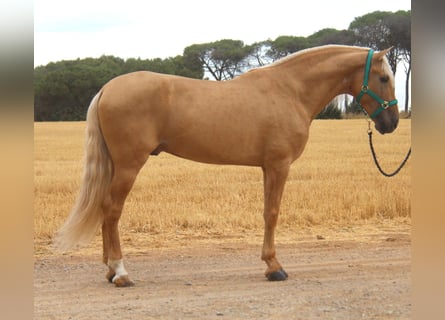 PRE Mix, Hengst, 8 Jahre, 165 cm, Palomino