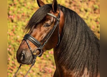 PRE Mix, Hengst, 8 Jahre, 165 cm, Rotbrauner