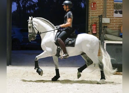 PRE Mix, Hengst, 8 Jahre, 165 cm, Schimmel