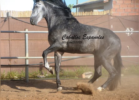 PRE, Hengst, 8 Jahre, 166 cm