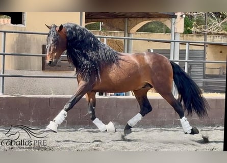 PRE Mix, Hengst, 8 Jahre, 167 cm, Brauner