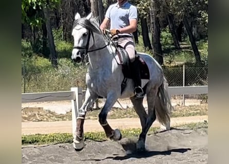 PRE, Hengst, 8 Jahre, 167 cm, Schimmel