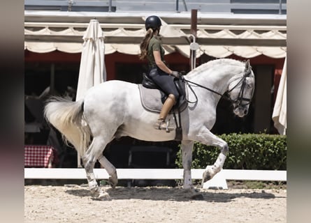 PRE Mix, Hengst, 8 Jahre, 167 cm, White