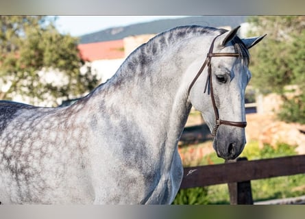 PRE Mix, Hengst, 8 Jahre, 168 cm, Apfelschimmel