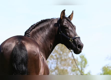 PRE Mix, Hengst, 8 Jahre, 168 cm