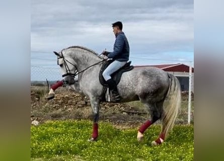 PRE, Hengst, 8 Jahre, 172 cm, Fliegenschimmel