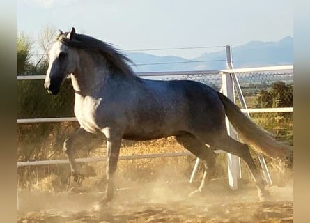 PRE, Hengst, 8 Jahre, 172 cm, Fliegenschimmel