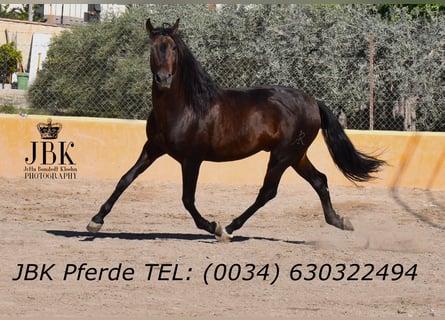 PRE Mix, Hengst, 8 Jahre, 174 cm, Brauner