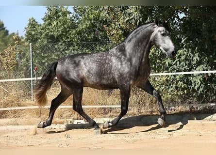 PRE, Hengst, 8 Jahre, 174 cm, Schimmel