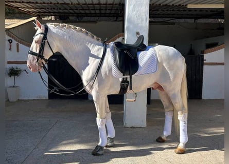 PRE Mix, Hengst, 9 Jaar, 158 cm, Perlino