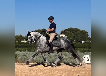 PRE, Hengst, 9 Jaar, 160 cm, Appelschimmel