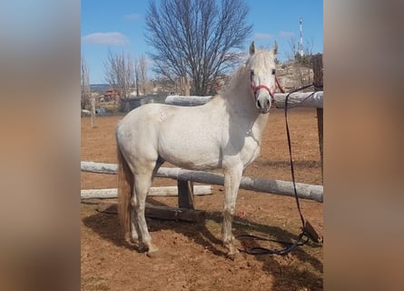 PRE Mix, Hengst, 9 Jaar, 162 cm, Schimmel