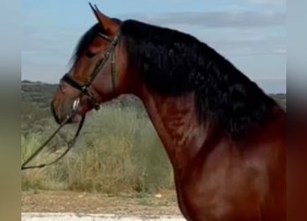 PRE Mix, Hengst, 9 Jaar, 163 cm, Roodbruin