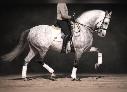 PRE Mix, Hengst, 9 Jaar, 163 cm, Schimmel